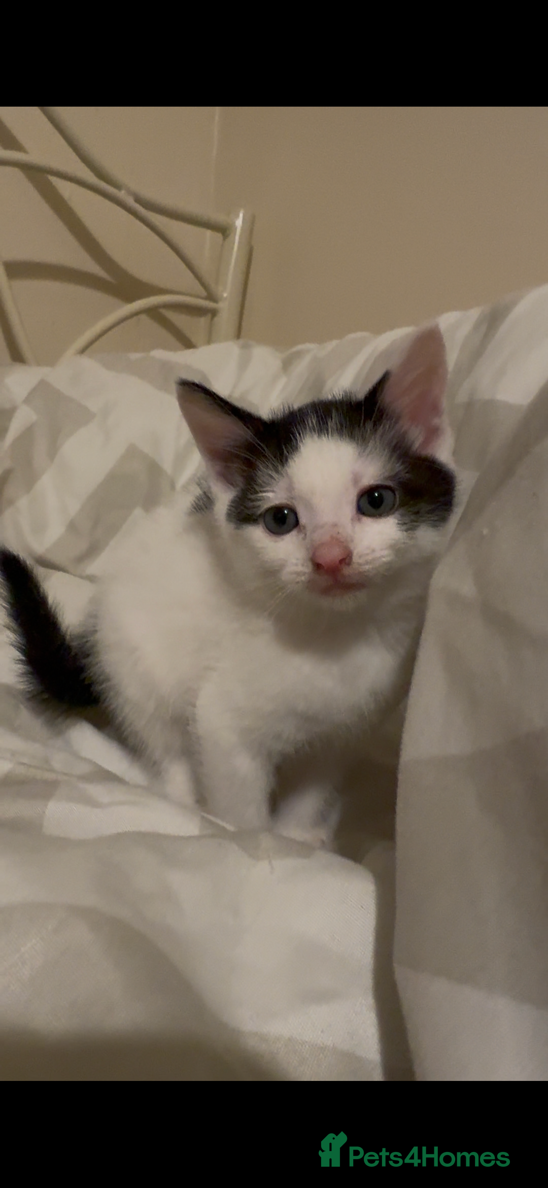 Mixed Breed cats for sale: 2 male kittens looking for their forever homes  - Image 1