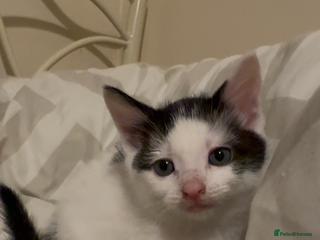 Mixed Breed cats - Advert 17