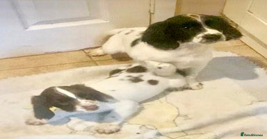 English Springer Spaniel dogs - Advert 13