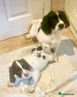 English Springer Spaniel dogs - Advert 13