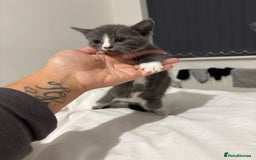 British Shorthair cats for sale: Grey kittens  - Image 8
