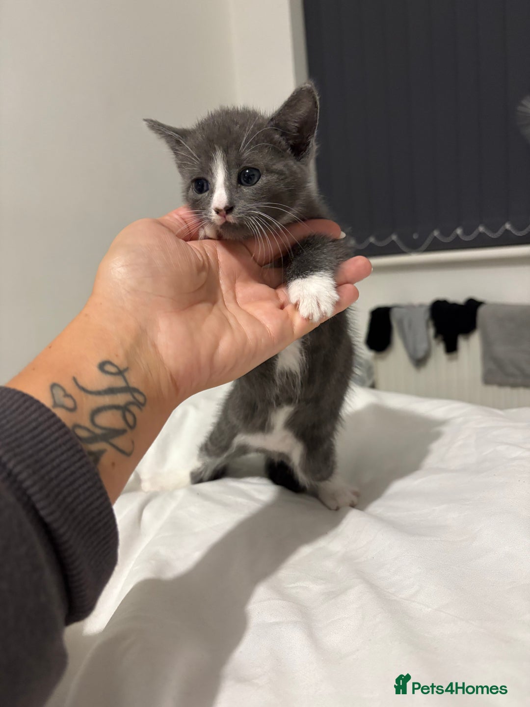 British Shorthair cats for sale: Grey kittens  - Image 8