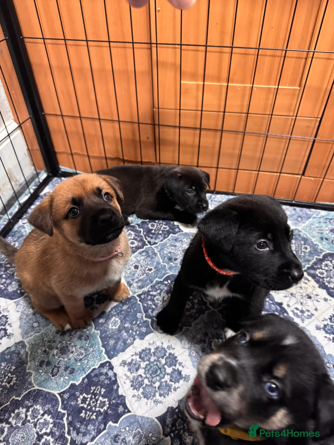 Mixed Breed dogs for sale: RARE BLUE EYE Sholly  ** tiff x Husky  - Advert 20