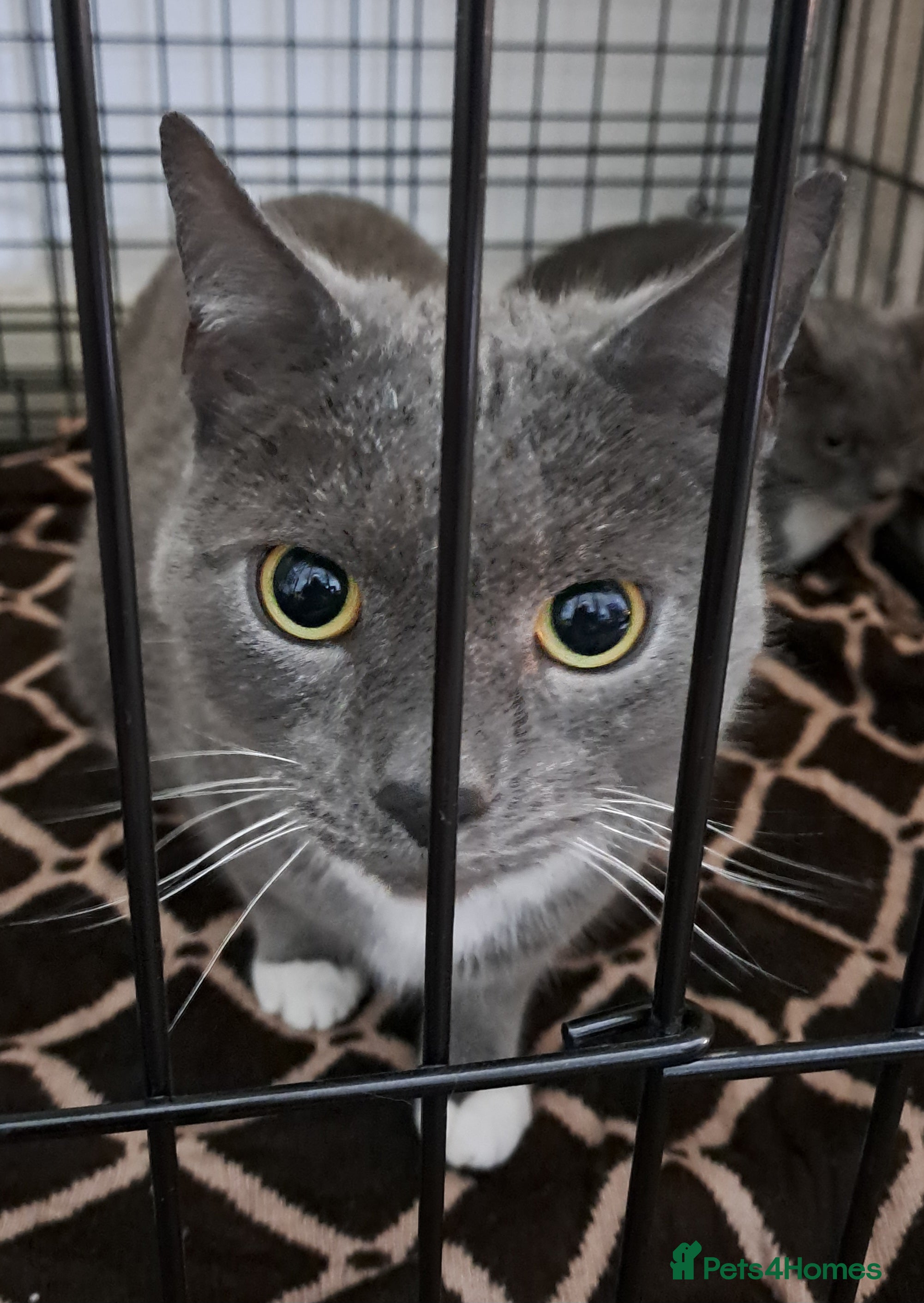 Mixed Breed cats Handsome BSH boy with green eyes needs a home. - Advert 2