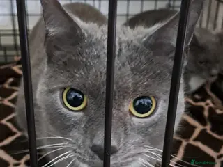 Mixed Breed cats Handsome BSH boy with green eyes needs a home. - Advert 2