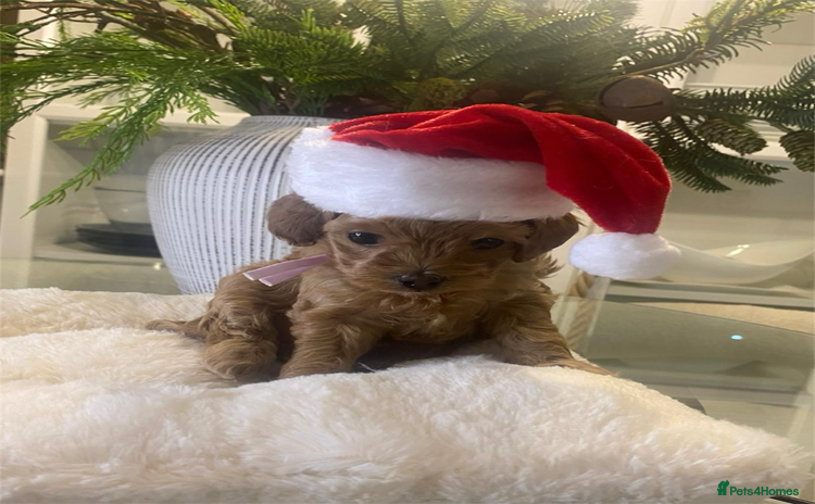 Maltipoo dogs ⭐ Mini Maltipoo F1b • Tiny Teddy  DNA Test - Advert 1