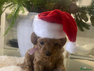 Maltipoo dogs ⭐ Mini Maltipoo F1b • Tiny Teddy DNA Test - Advert 2