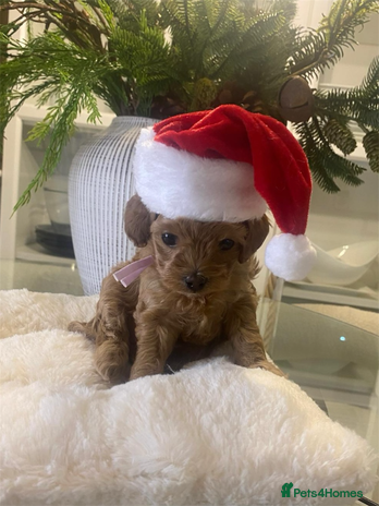 Maltipoo dogs ⭐ Mini Maltipoo F1b • Tiny Teddy DNA Test - Advert 1