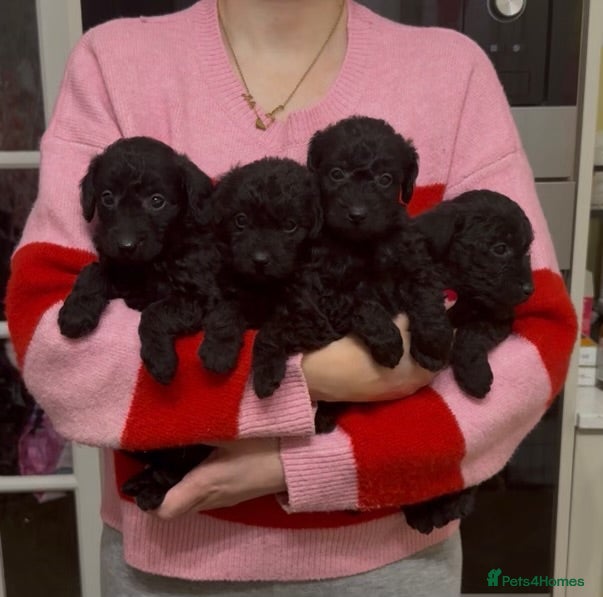 Mixed Breed dogs Gorgeous Patterpoo puppies, patterdale/poodle - Advert 1