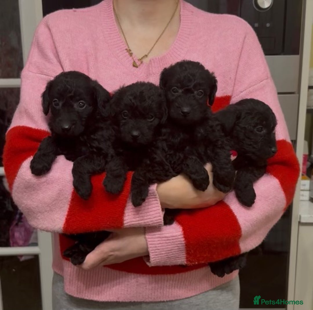 Mixed Breed dogs for sale: Gorgeous Patterpoo puppies, patterdale/poodle - Advert 1