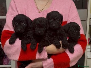 Mixed Breed dogs Gorgeous Patterpoo puppies, patterdale/poodle - Advert 3