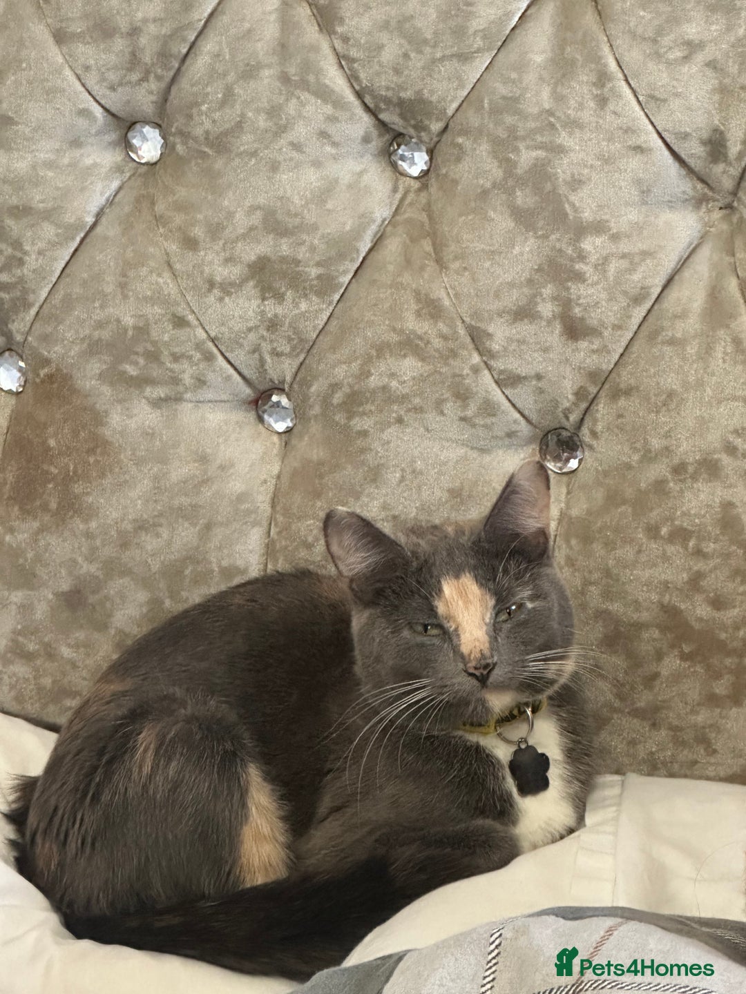 Mixed Breed cats for sale: Half British short haired  - Advert 1