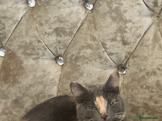 Mixed Breed cats Half British short haired - Advert 1