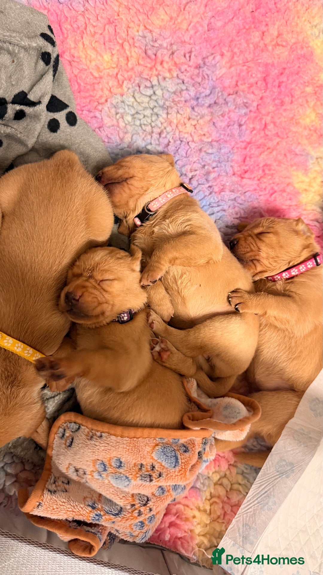 Labrador Retriever dogs for sale: KC Registered Labrador Retriever Bitch Puppy✨ - Advert 4