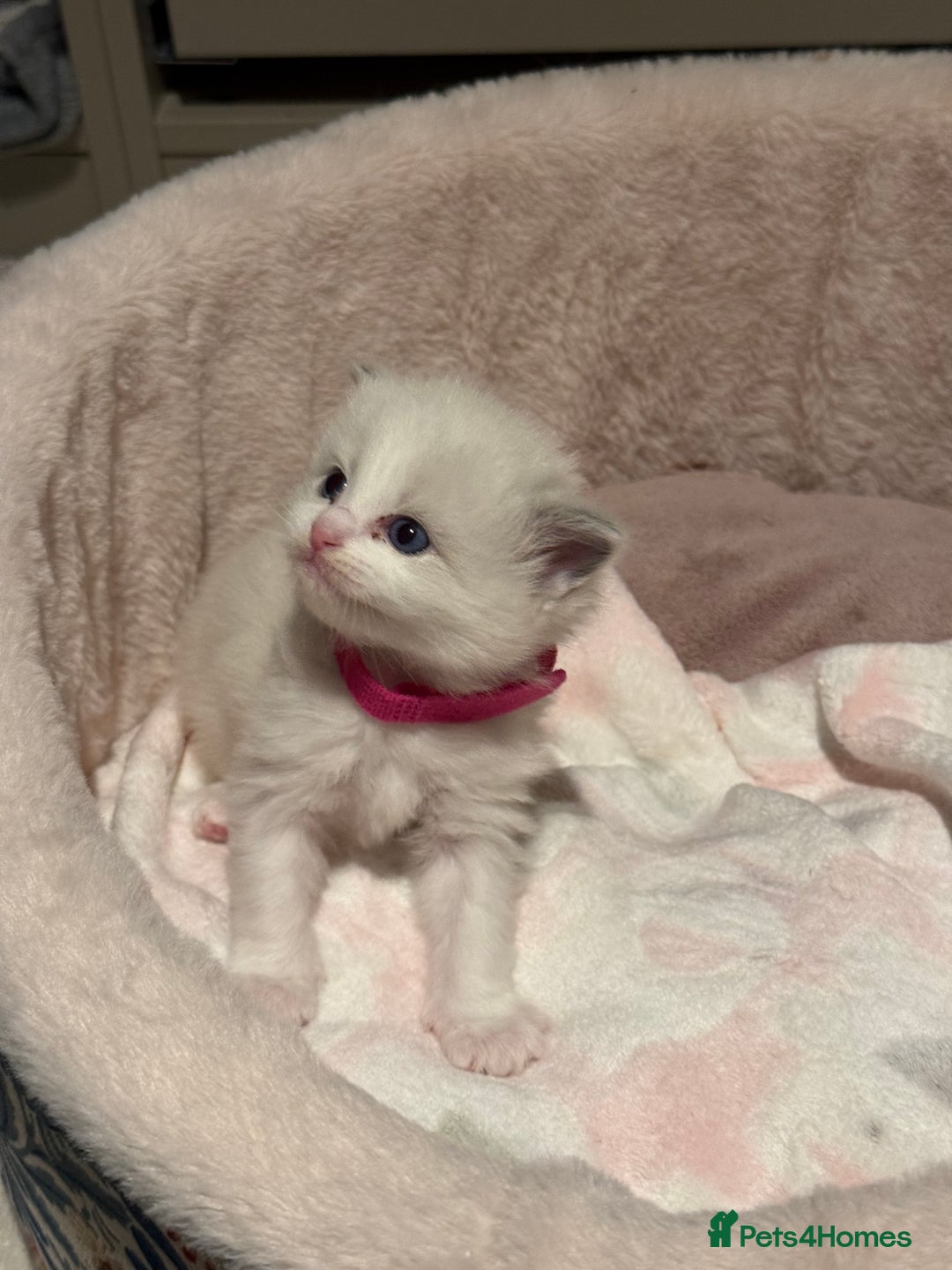 Ragdoll cats for sale: Purebred Ragdolls – Ready to Reserve Now 🍼 - Advert 28