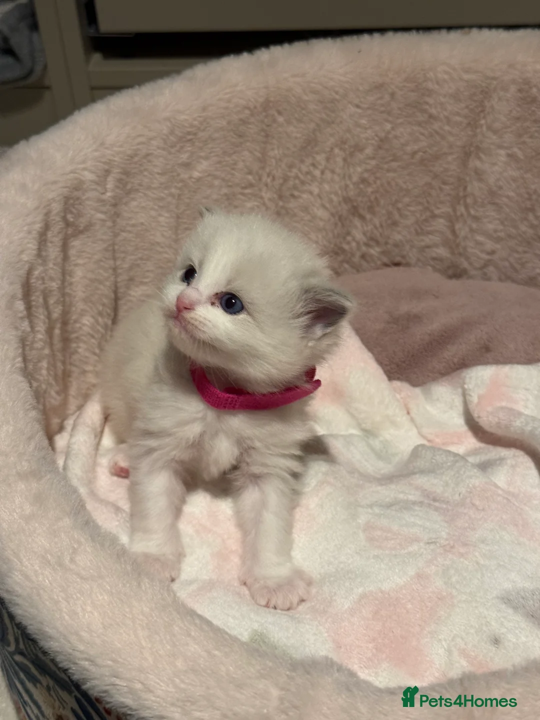 Ragdoll cats for sale: European Purebred Female Ragdoll 🩷 - Advert 26