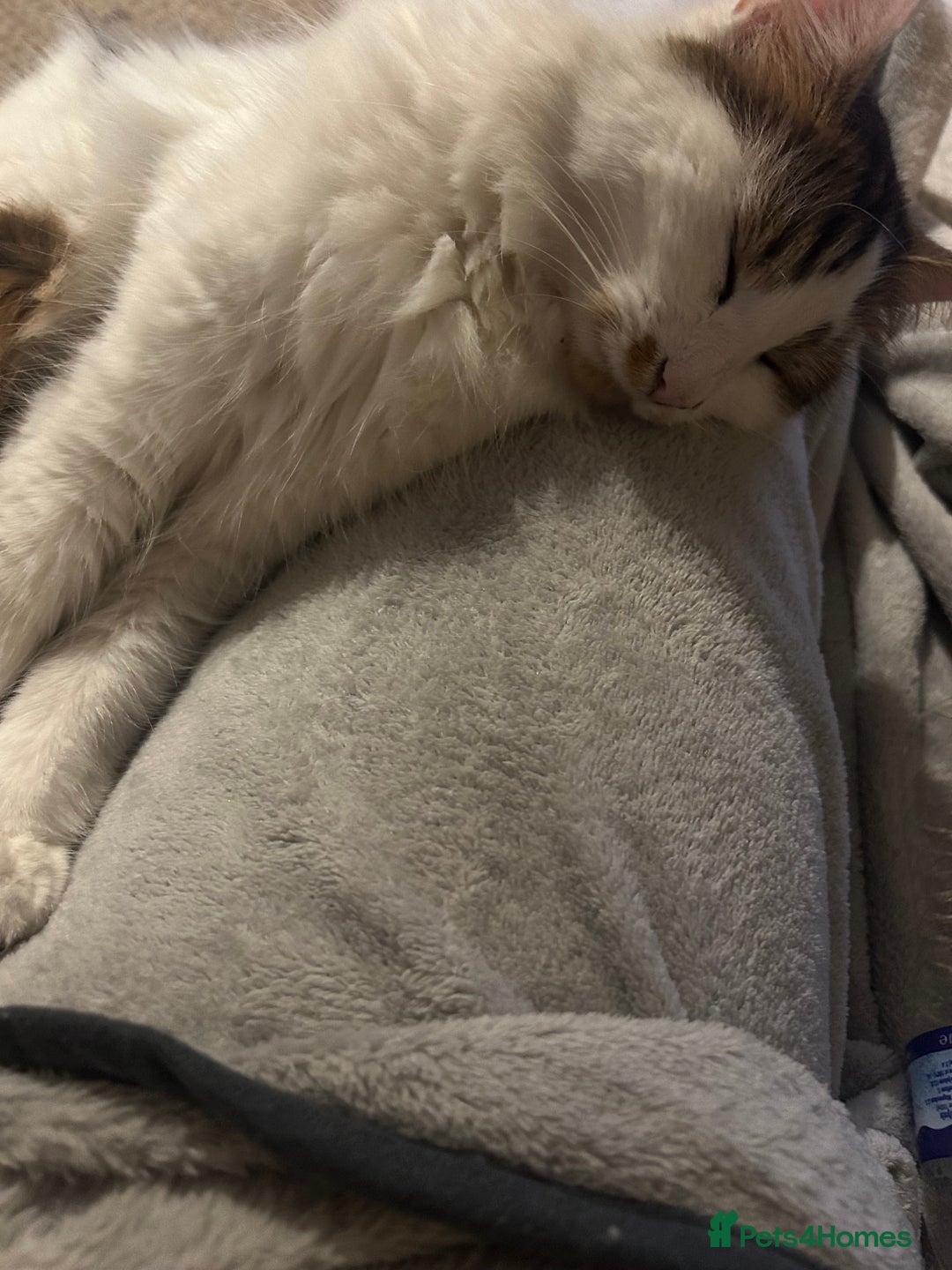 Maine Coon cats for sale: Rosie - Advert 2