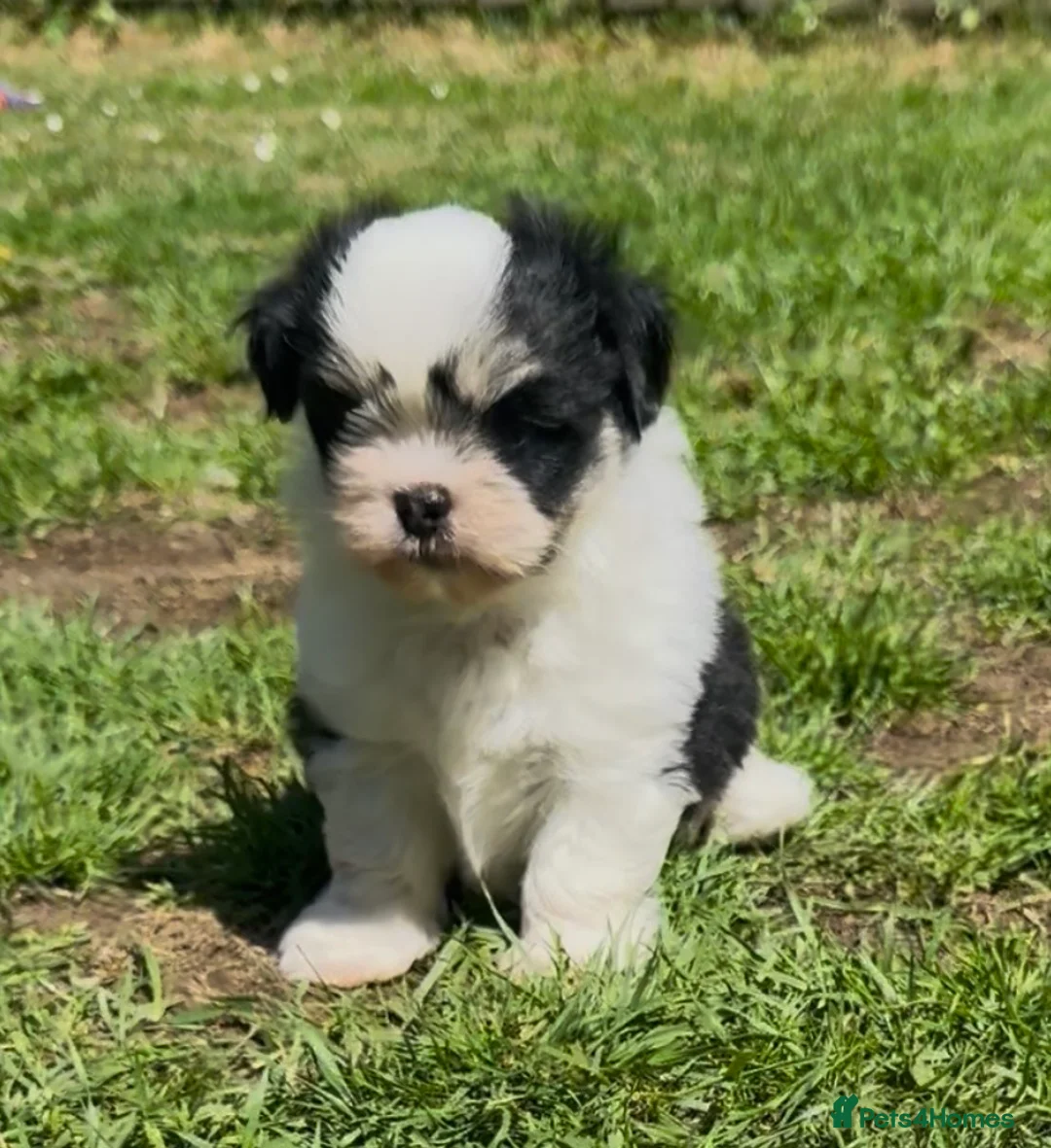 Lhasa Apso dogs for sale: Female Lhasa Apso Puppy  - Advert 2