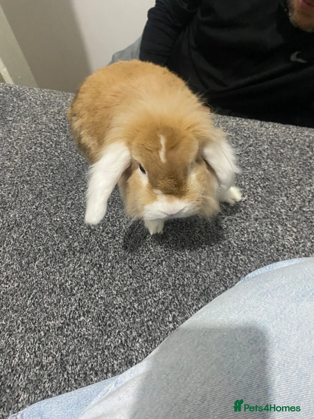 Mini Lop rabbits for sale: Mini lop Rabbit *Boy* 6 months old - Advert 2