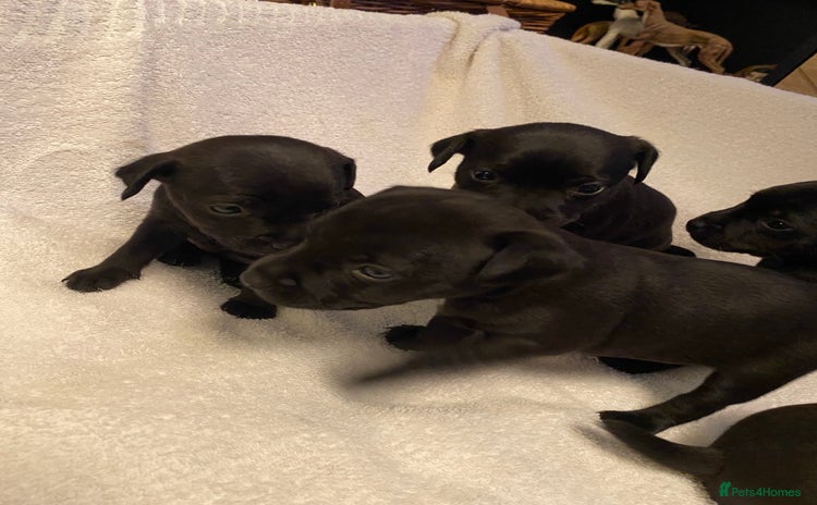 Patterdale Terrier dogs - Advert 3