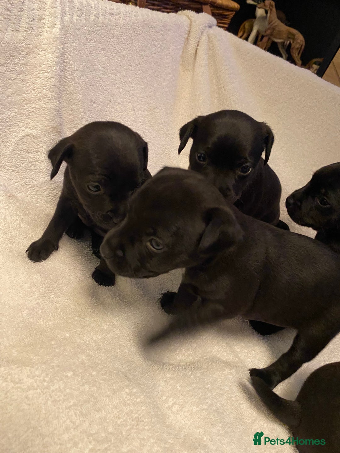 Patterdale Terrier dogs for sale: Patterdale terrier puppies  - Image 1