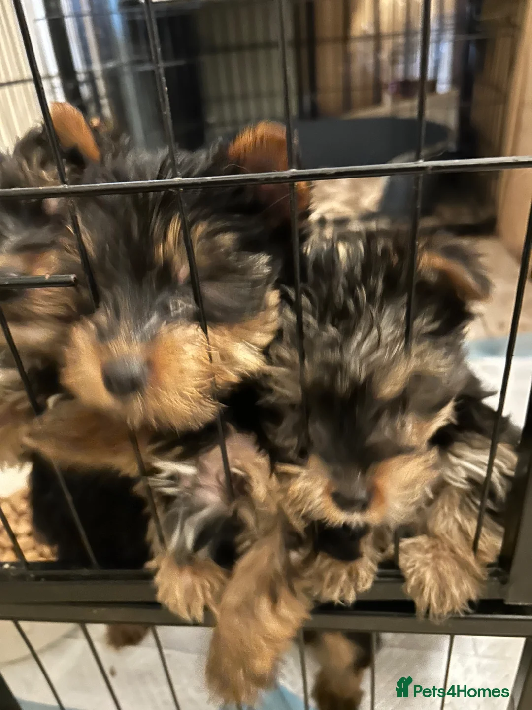 Yorkshire Terrier dogs for sale: Pedigree Yorkshire terrier pups  - Advert 2