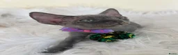 Devon Rex cats for sale: Affectionate Devon Rex kittens - Advert 6