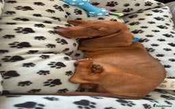 Dachshund dogs for sale: Boy dachshund puppy  - Image 2