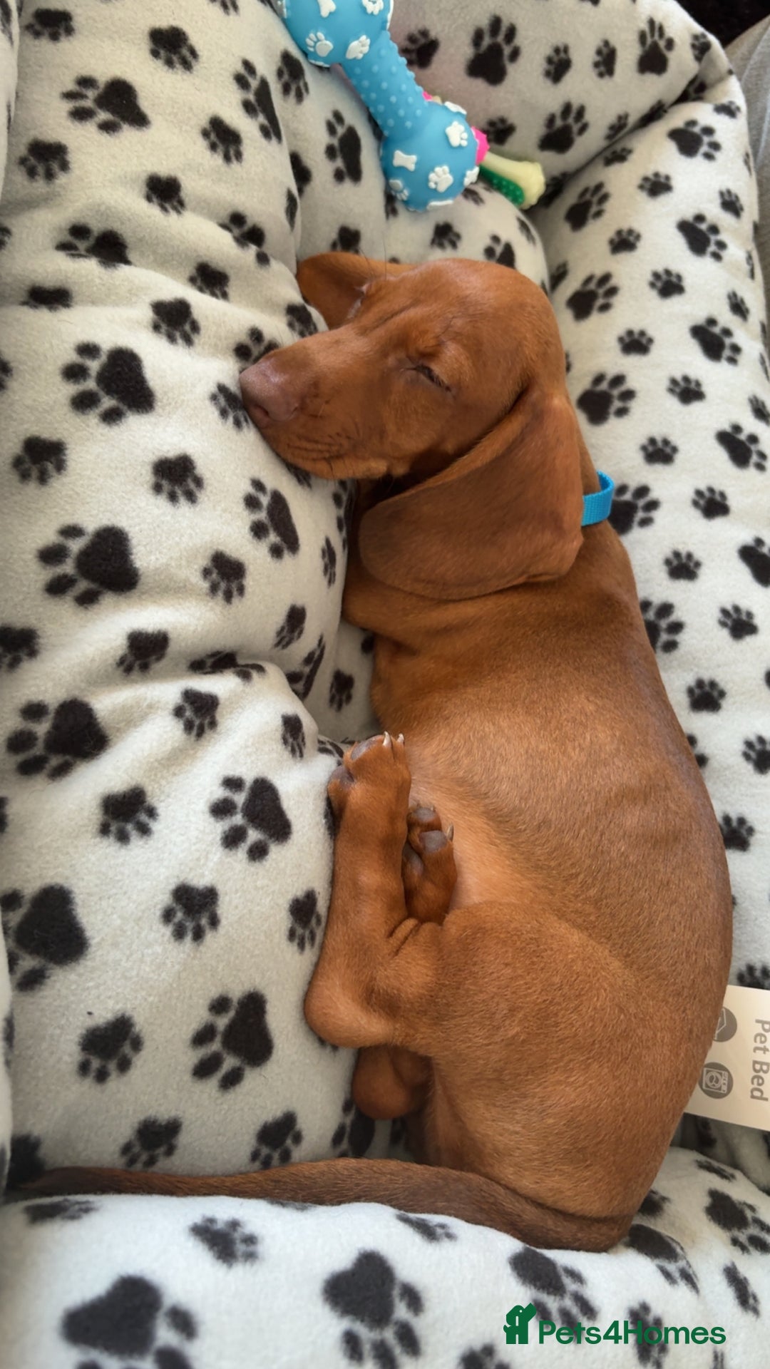 Dachshund dogs for sale: Boy dachshund puppy  - Image 2