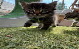 Siberian cats for sale: Siberian x kittens  - Image 16