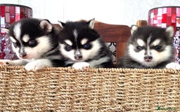 Pomsky dogs for sale: Very Tiny F4 Pomskys  - Image 17