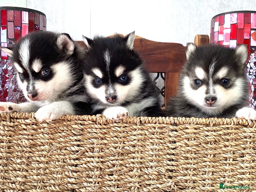 Pomsky dogs for sale: Very Tiny F4 Pomskys  - Image 17