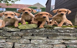 Labrador Retriever dogs for sale: Stunning Labrador Puppies  - Image 5