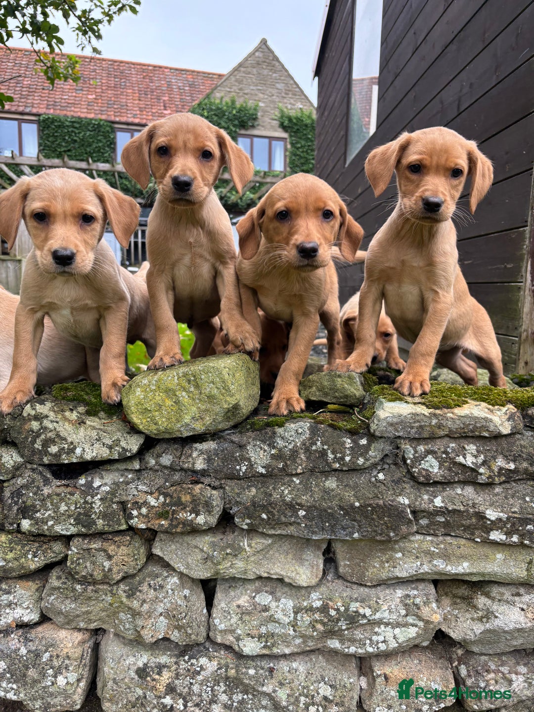 Labrador Retriever dogs for sale: Stunning Labrador Puppies  - Image 5