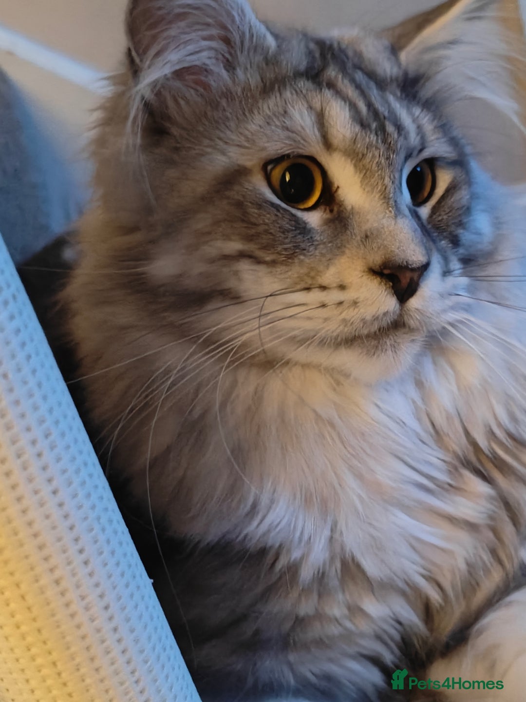 Maine Coon cats for stud: Maine Coon for Stud - Image 3