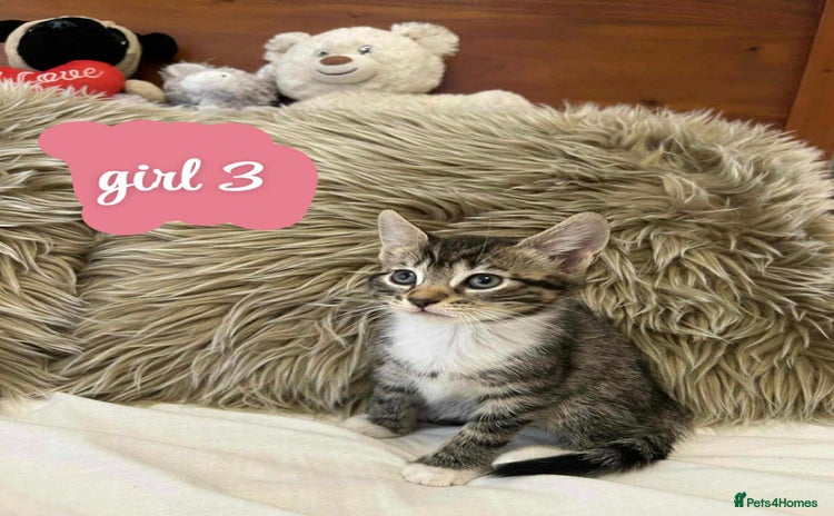 Mixed Breed cats ❤️Kittens for Sale❤️  - Advert 13