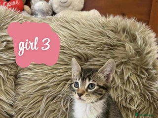 Mixed Breed cats ❤️Kittens for Sale❤️ - Advert 14