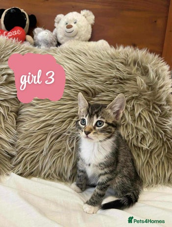 Mixed Breed cats ❤️Kittens for Sale❤️ - Advert 13