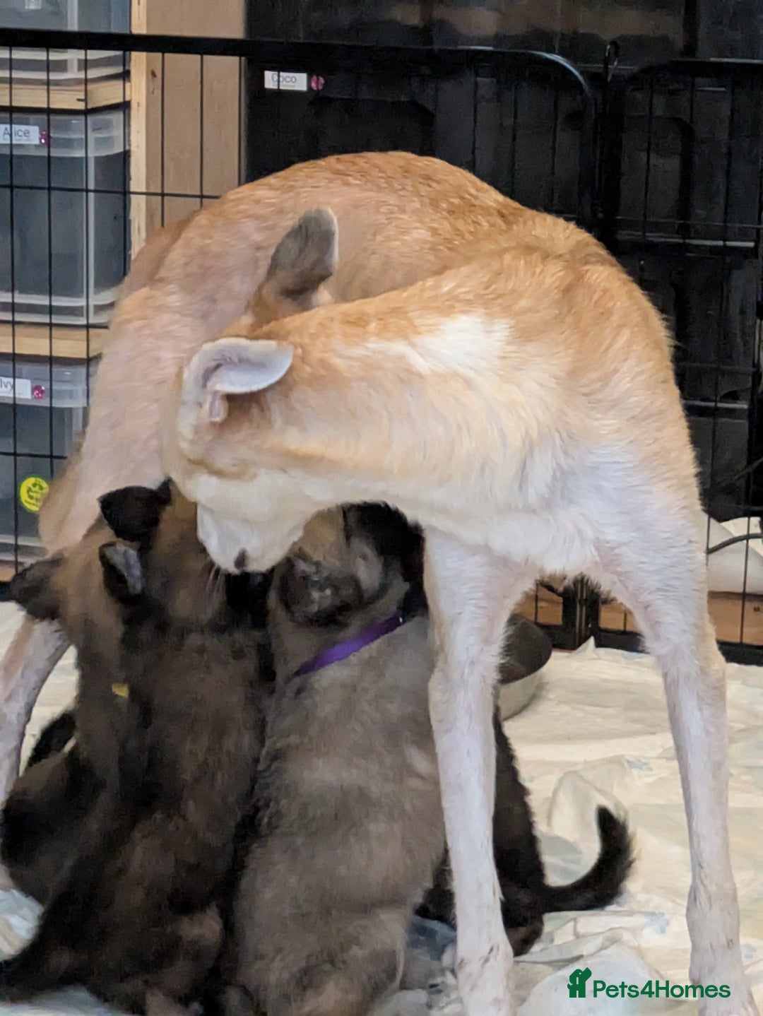 Shepsky dogs for sale: 3 Beautiful Female Bi-eyed Shepsky puppies  - Image 4