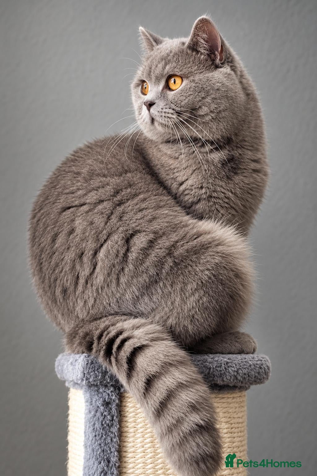 British Shorthair cats for stud:  British Shorthair STUD - Advert 3
