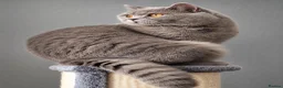 British Shorthair cats for stud:  British Shorthair STUD - Advert 1