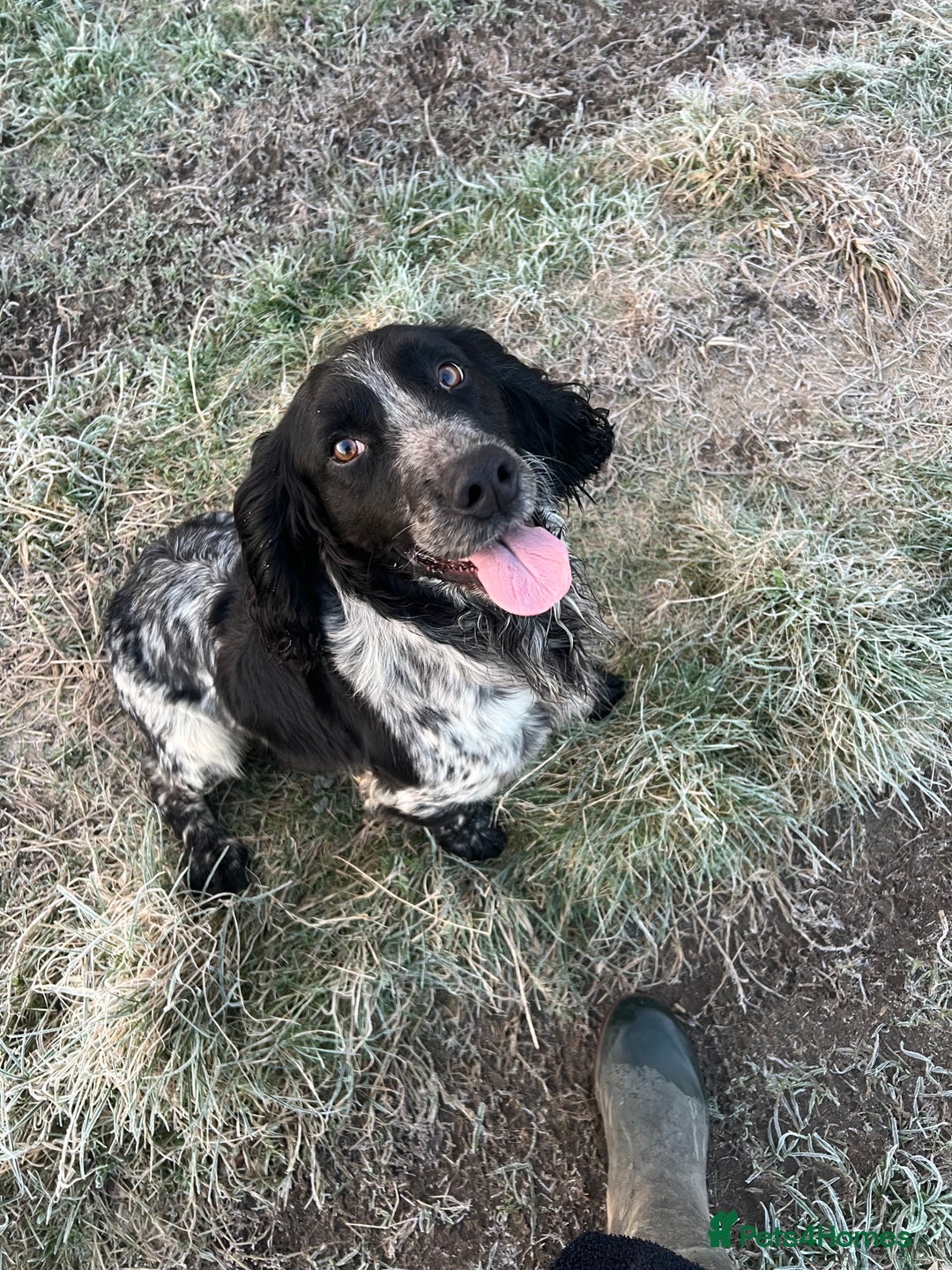Cocker Spaniel dogs for stud: KC Registered Working Blue Roan Cocker Spaniel  - Advert 4