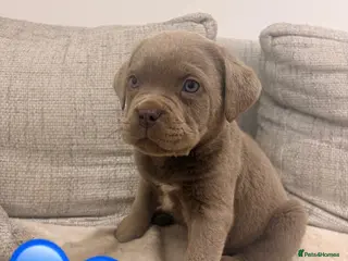 Mixed Breed dogs Puppies for Sale!! - Advert 18