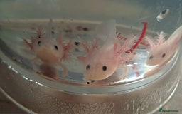 Axolotl reptiles for sale: Axolotls  - Image 32