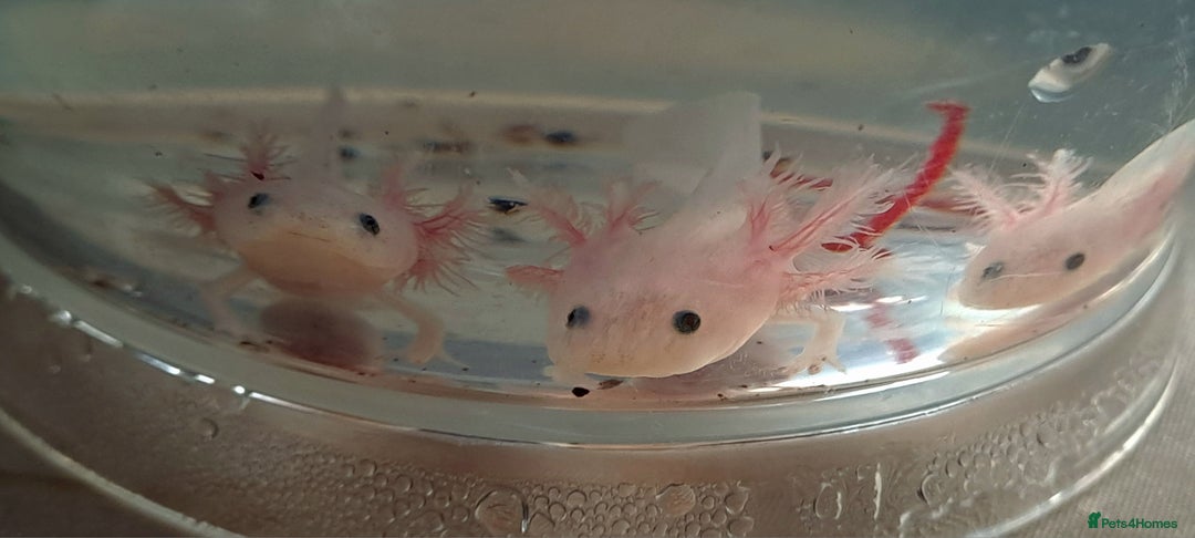 Axolotl reptiles for sale: Axolotls  - Image 32