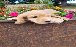 Cocker Spaniel dogs for sale: Stunning cocker spaniel puppies - Image 9