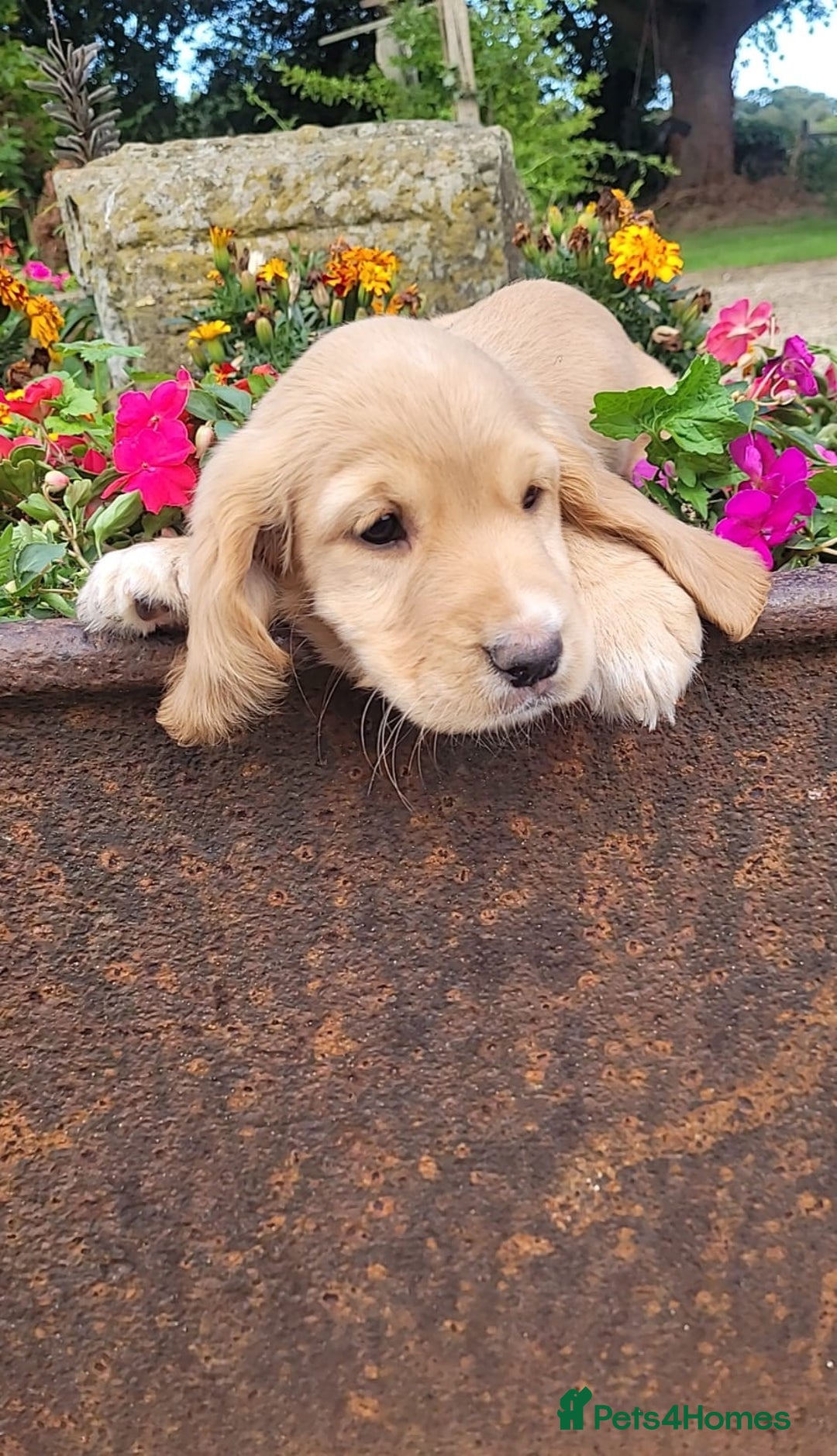 Cocker Spaniel dogs for sale: Stunning cocker spaniel puppies - Image 9