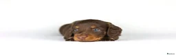 Miniature Dachshund dogs for sale: Miniature dachshund beautiful litter - Advert 20