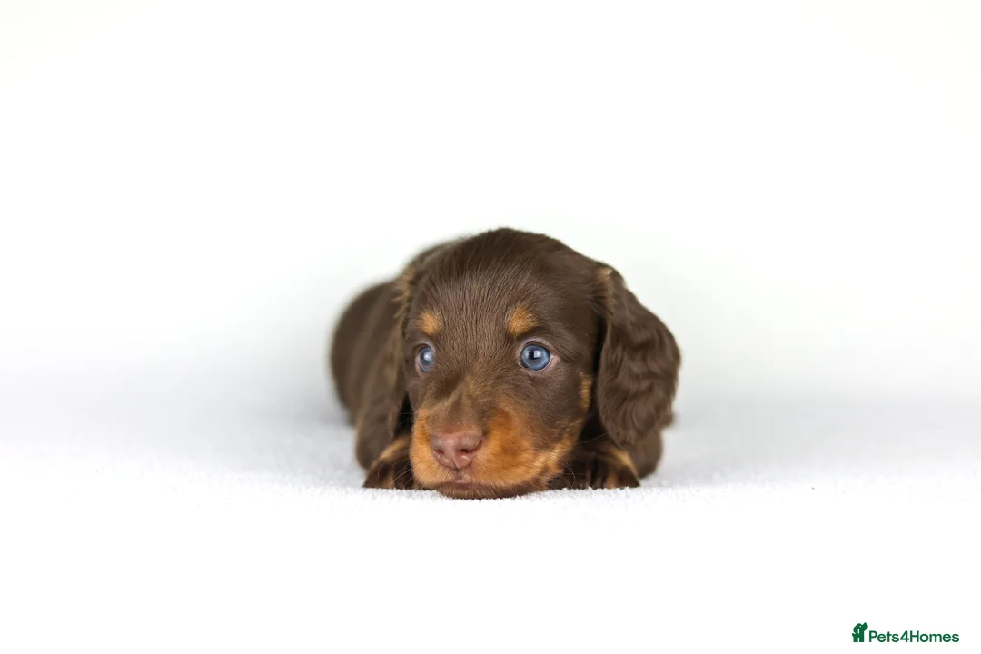 Miniature Dachshund dogs for sale: Miniature dachshund beautiful litter - Advert 20