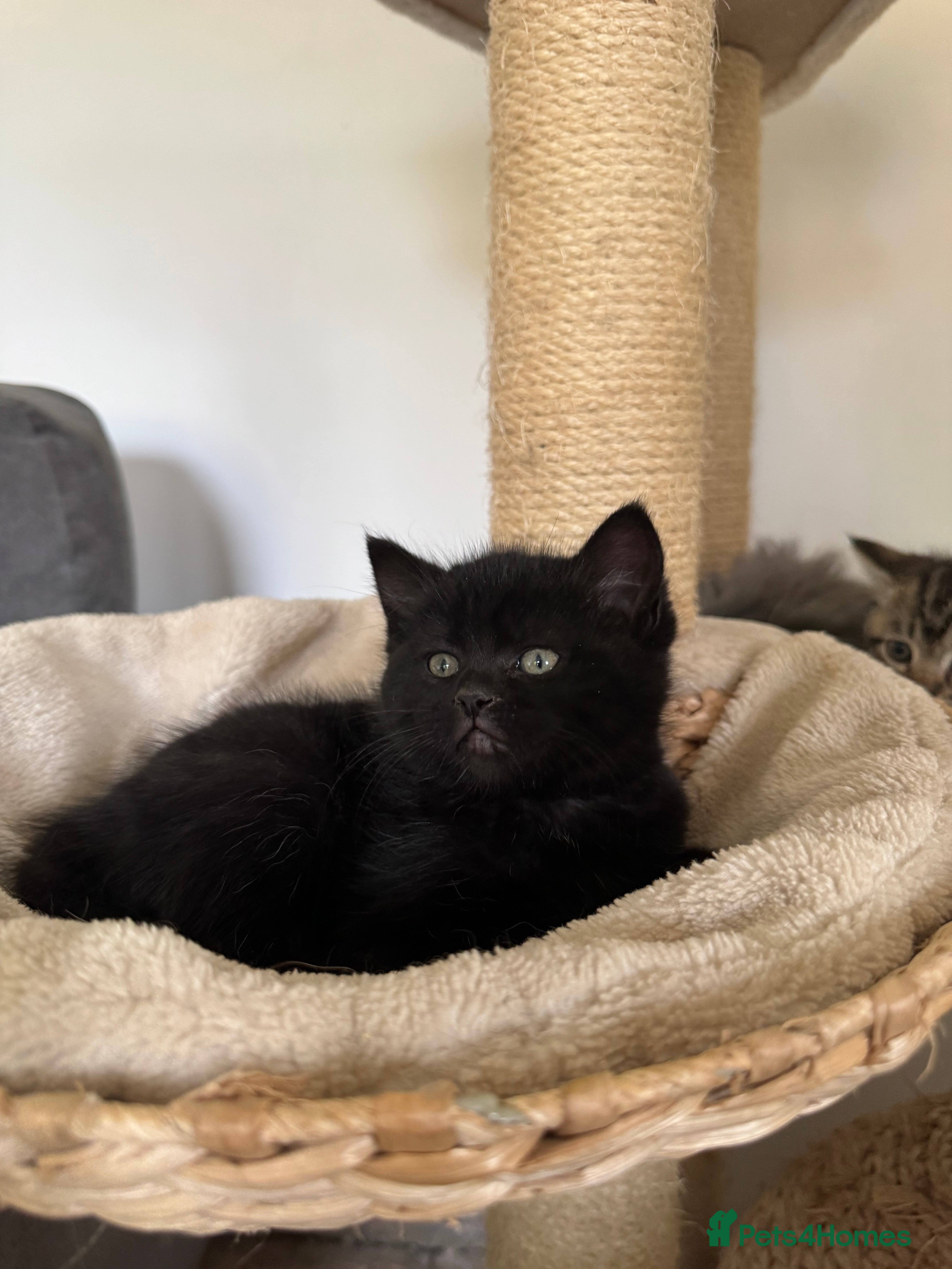 Ragdoll cats 1 female ragdoll cross  - Advert 9